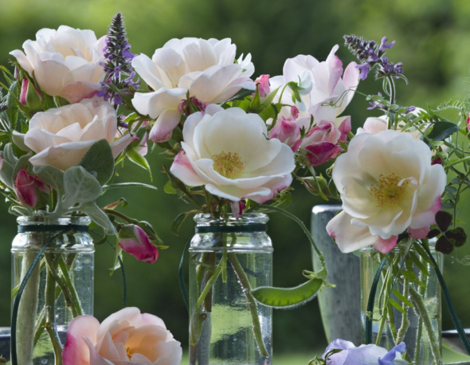 Rose Roseromantic