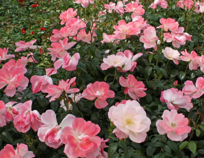 Rose Roseromantic