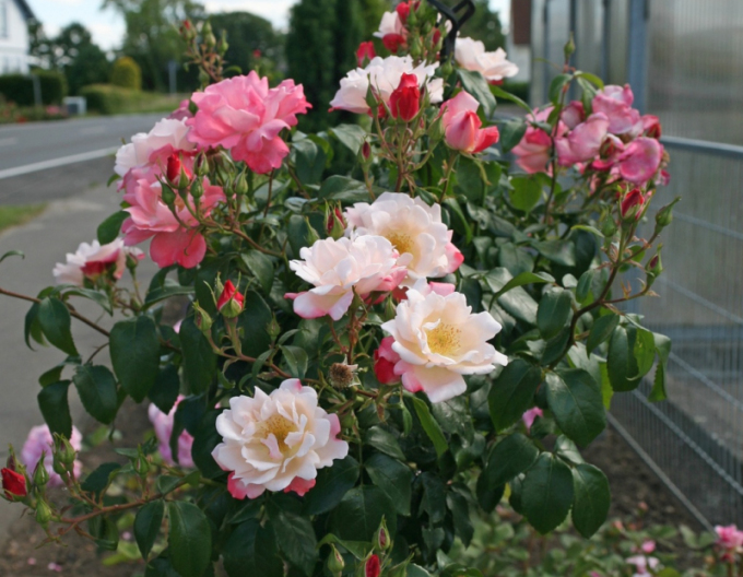 Rose Roseromantic