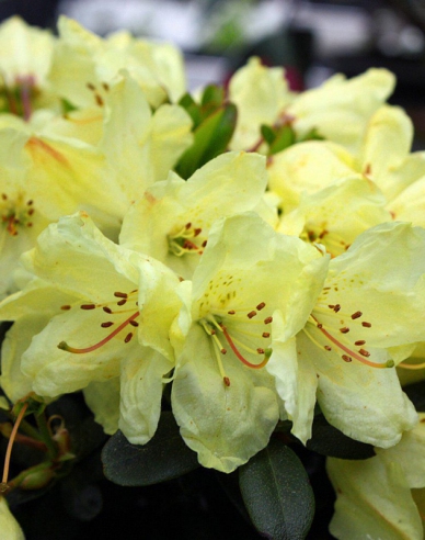 Rhododendron Wren