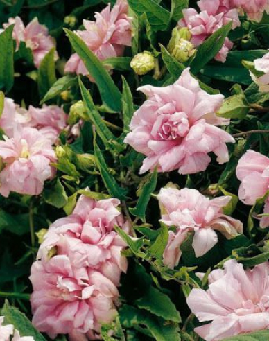 Chinesische Zaunwinde Multiplex