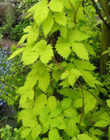 Wilder Hopfen Aureus