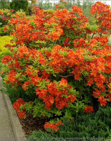 Azalee großblumig Gibraltar