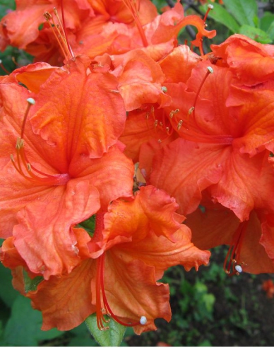 Azalee großblumig Gibraltar