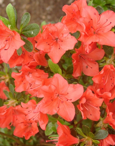 Japanische Azalee Geisha Orange