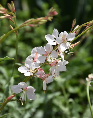 Gaura ´Whirling Butterflies