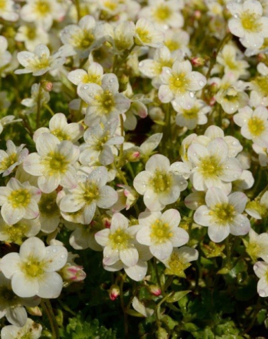 Moos-Steinbrech Limerock