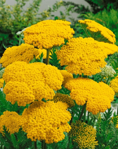 Goldgarbe Cloth of Gold