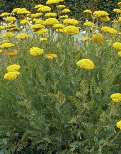 Goldgarbe Cloth of Gold