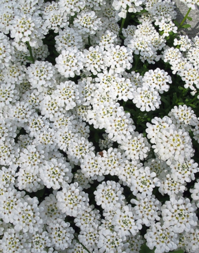 Iberia immergrün Tahoe