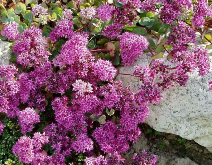 Fetthenne Bright Pink