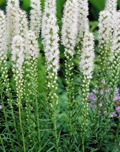 Liatra Floristan Weiß