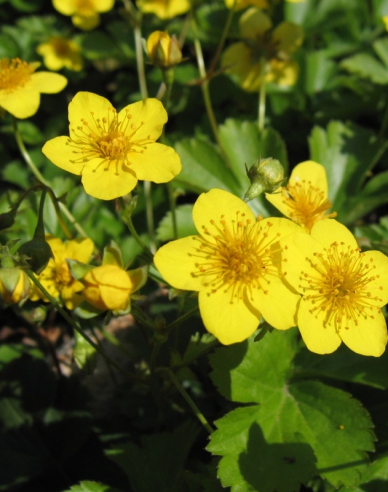 Dreiblättrige Waldsteinie