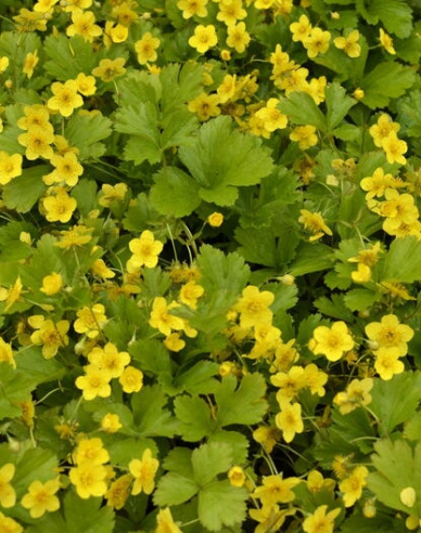 Dreiblättrige Waldsteinie