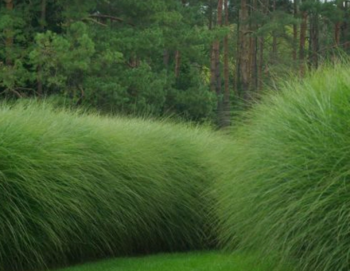 Chinaschilf ´Gracillimus´ 1,5l
