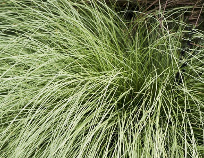 Auster Amzon Mist