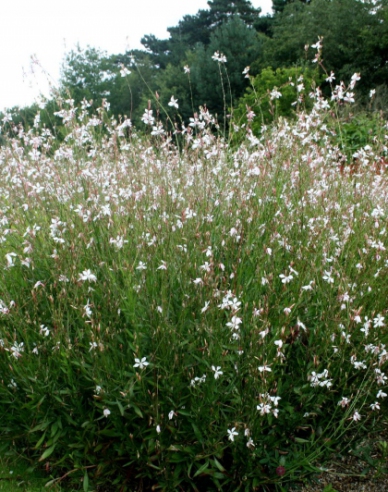 Gaura ´Whirling Butterflies