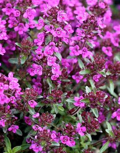 Teppich-Thymian ’Red Carpet’