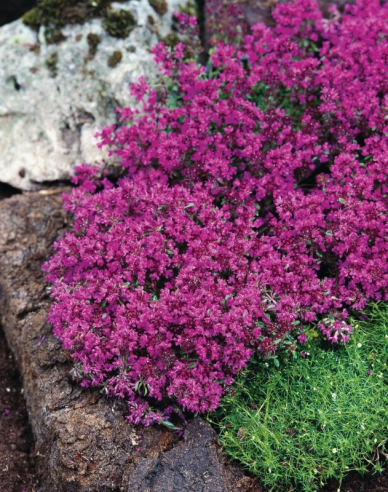 Teppich-Thymian ’Red Carpet’