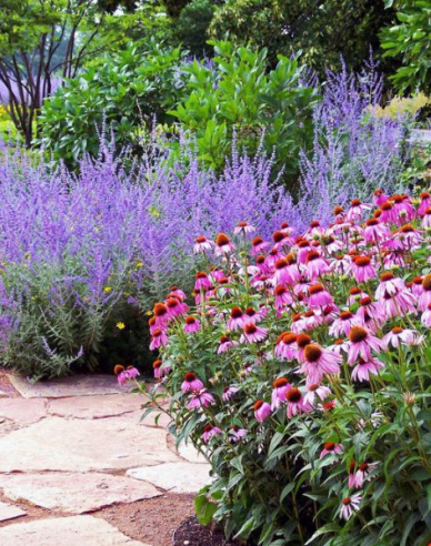 Blauraute Russian Sage