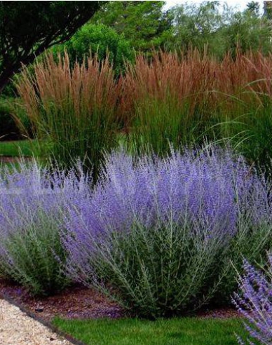 Blauraute Russian Sage