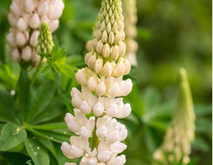 Lupine White Shades