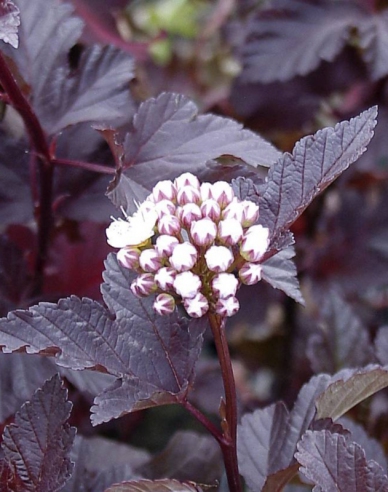 Fasanenspiere Red Baron