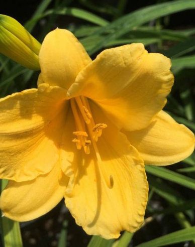 Taglilie Stella d´Oro