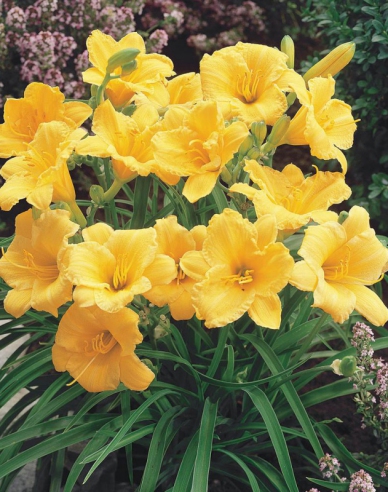 Taglilie Stella d´Oro