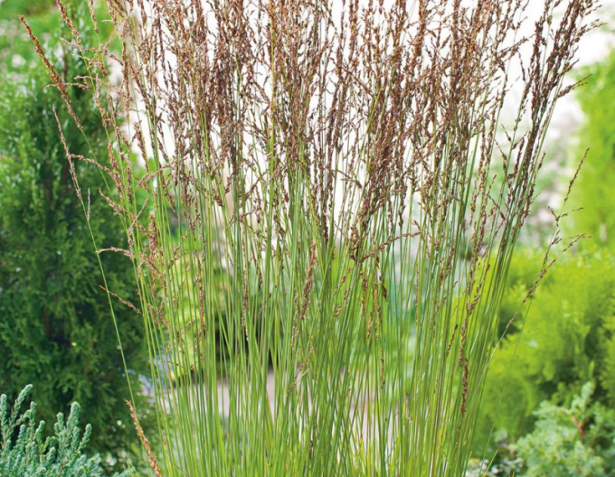 Pfeifengras Heidebraut
