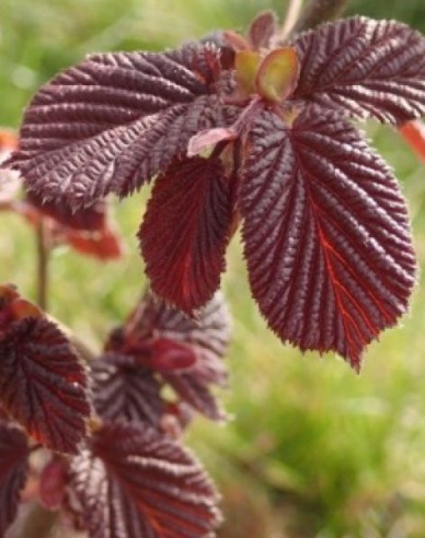 Hazelnuss Red Zeller