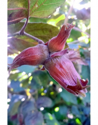 Hazelnuss Red Zeller