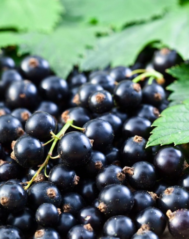 Schwarze Johannisbeere Ojebyn - Stämmchen, wurzelnackt