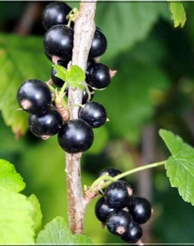Schwarze Johannisbeere Ojebyn - Stämmchen, wurzelnackt