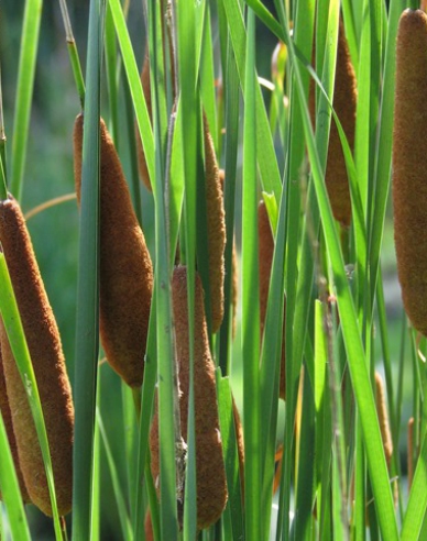 Schmalblättriger Rohrkolben