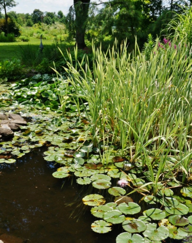Breitblättriger Rohrkolben