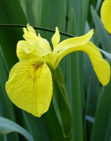 Iris gelb Variegata