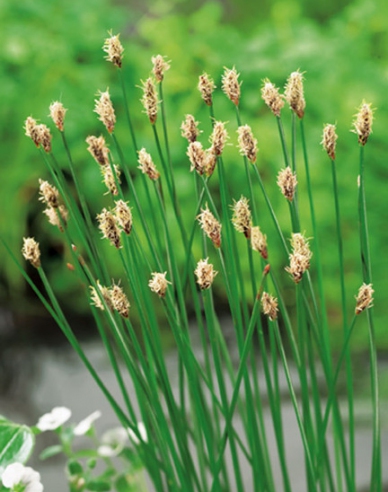 Gewöhnliche Sumpfbinse