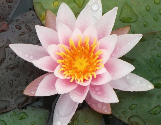 Seerose Rose Nymphe