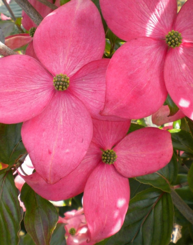 Japanischer Hartriegel Satomi (Cornus cousa Satomi)