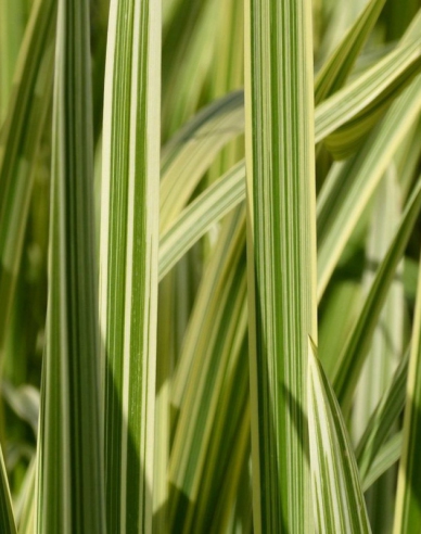 Gartensüßgras  Variegata