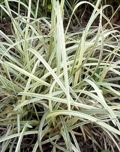 Gartensüßgras  Variegata