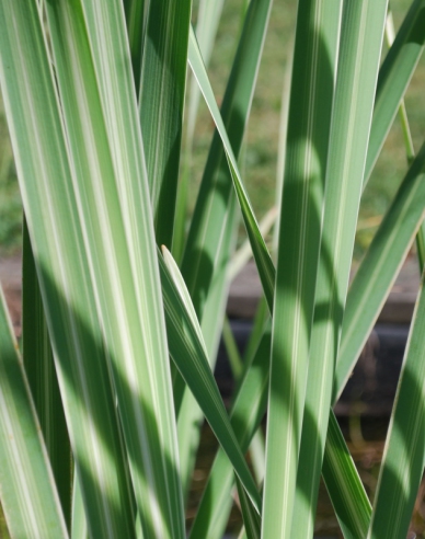 Breitblättriger Rohrkolben