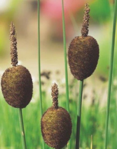 Kleinblättriger Rohrkolben