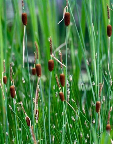 Kleinblättriger Rohrkolben