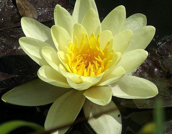 Seerose Marliacea Chromatella
