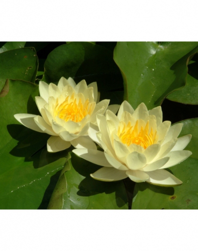 Seerose Marliacea Chromatella