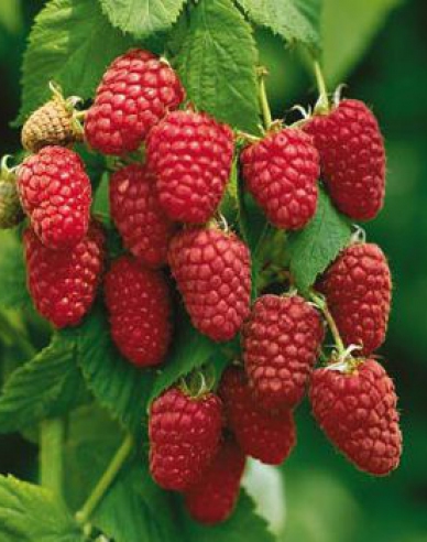 Rote Himbeere Autumn Bliss immertragende