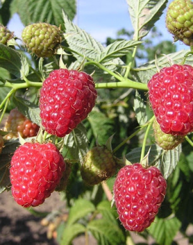 Rote Himbeere Autumn Bliss immertragende