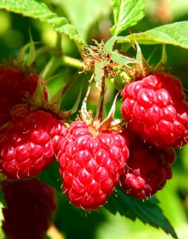 Rote Himbeere Willamette